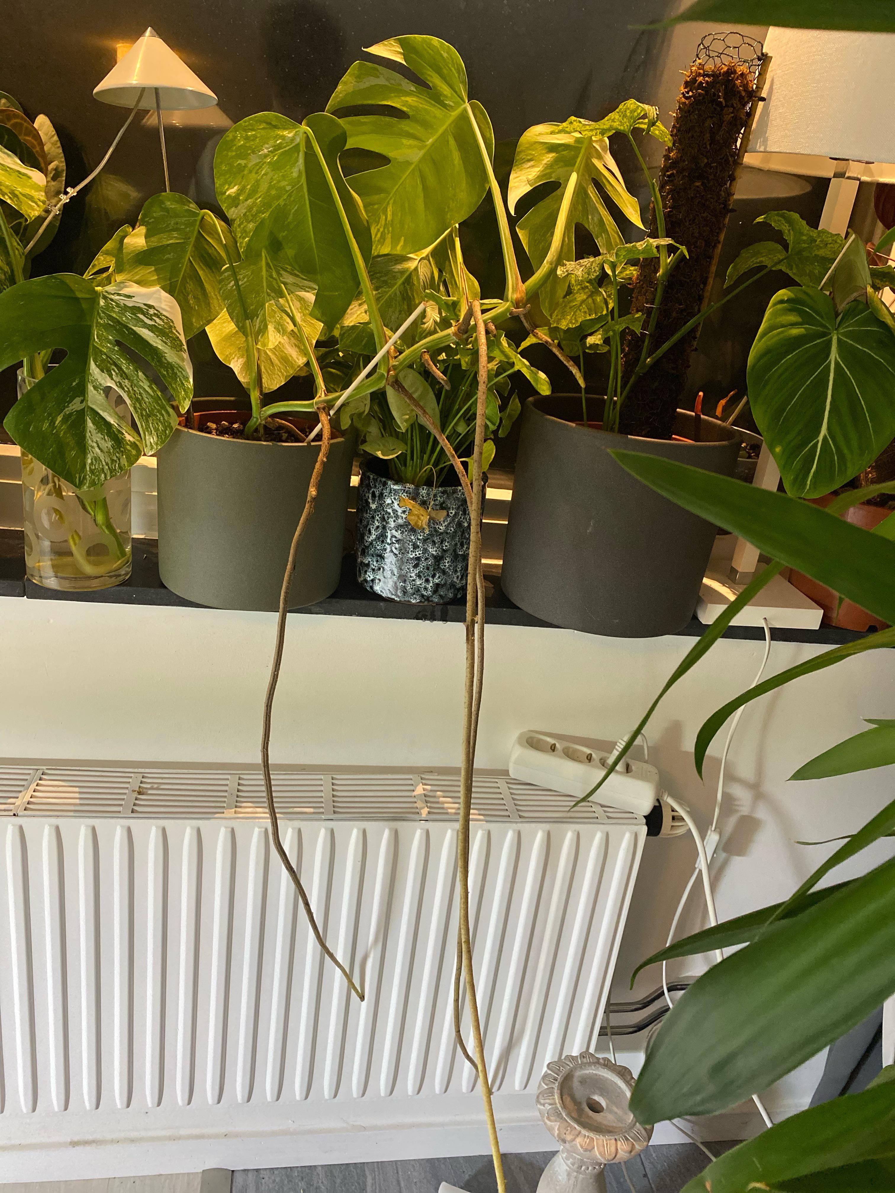 Voy a poner mi monstera en un palo de musgo, pero las raíces ...