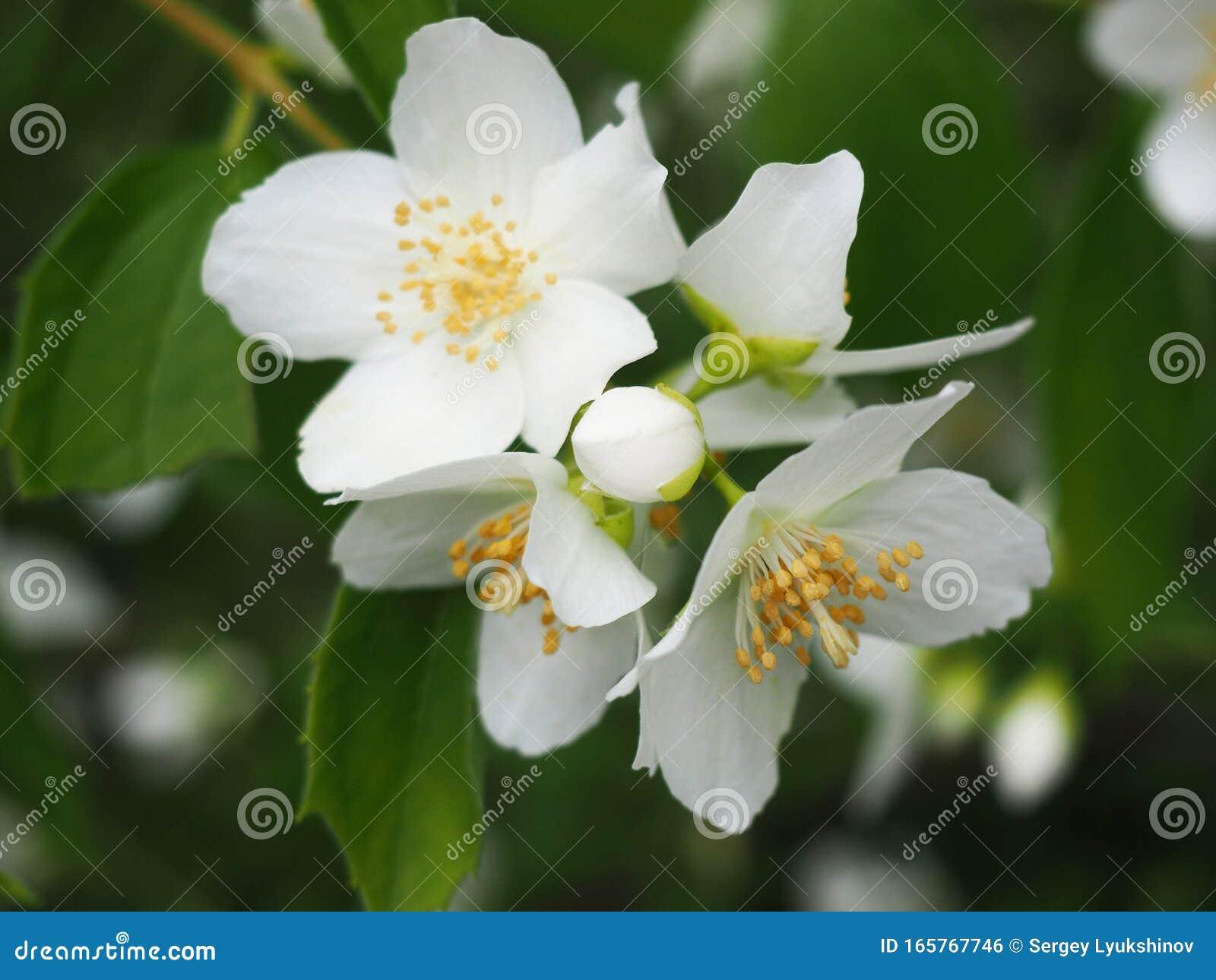 El Cierre Del Bud Y Las Flores De La Naranja Burlona Filadelfia ...