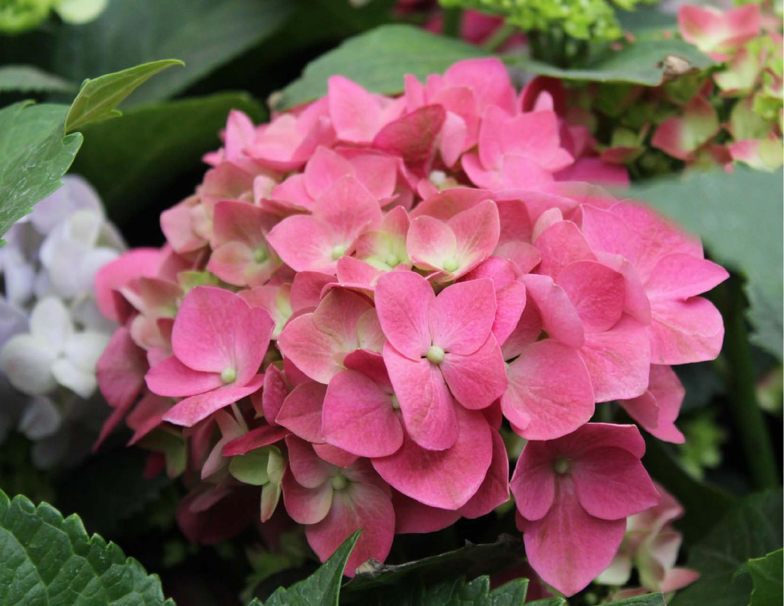 El-origen-de-la-vegetacion-urbana-y-su-papel-en-el-paisaje-de-la ...